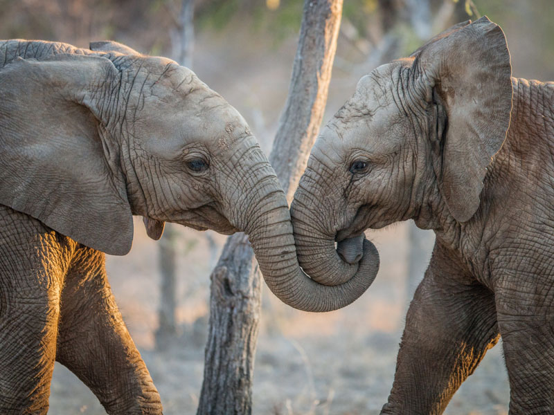 Zwei kleine Elefanten verknoten freundschaftlich ihre Rüssel miteinander