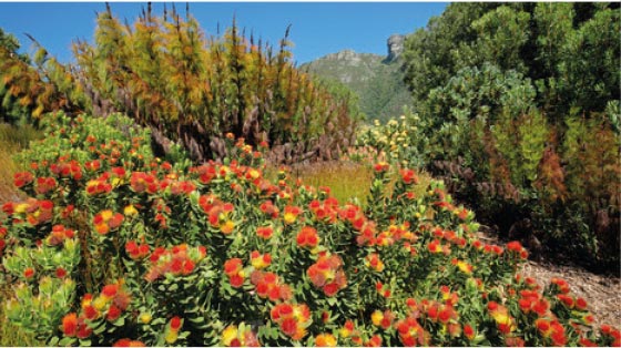 Verschiedene wilde Blumen in der freien Natur