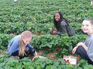 Mädchen pflücken Erdbeeren in einem großen Erdbeerfeld