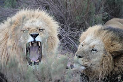 Zwei Löwenmännchen während einer Jeep-Safari in südafrikanischen Savanne