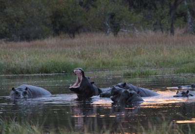 Nilpferde in einem Fluss