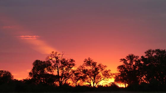 Rötlicher Sonnenuntergang hinter den Baumwipfeln in Südafrika