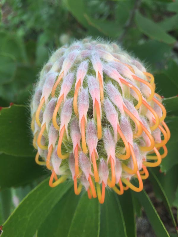 Südafrikanische Protea mit geschlossener Blüte