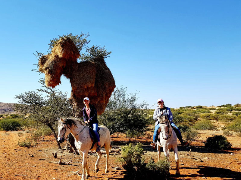 Zwei Schüler reiten auf Pferden in der südafrikanischen Savanne