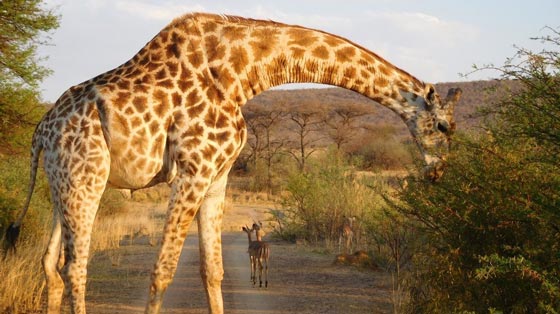 Eine Giraffe isst von einem Strauch